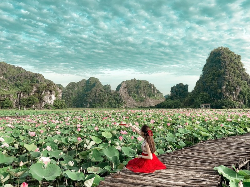 Beautiful lotus ponds in Ninh Binh become hot summer check-in spot